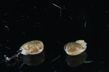 Media type: image;   Malacology 393728 Description: live specimen;